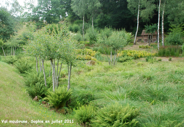 Val Maubrune: les Carex